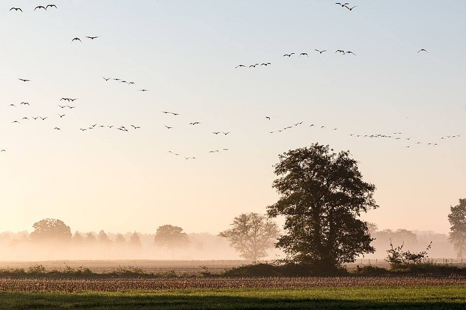 Münsterland