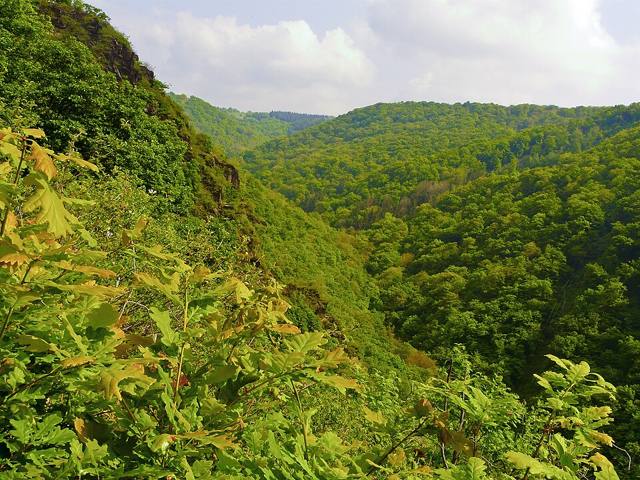 Rheinhänge von Burg Gutenfels bis zur Loreley