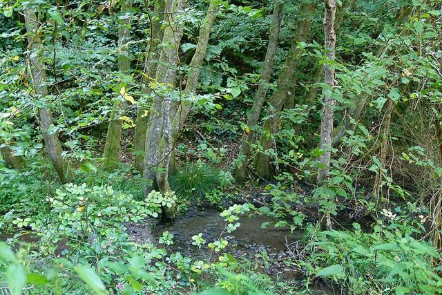 Reichelsteiner Bachtal