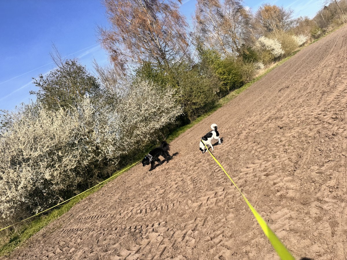 Katela und Shadow rennen ueber das Fruehlingsfeld