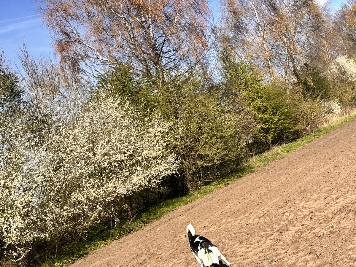 Hund vor Kirschblueten im Fruehling
